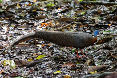 Nature wildlife image of The Great Argus in the deep jungle in Sabah, Borneo