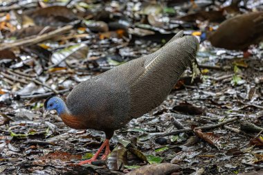 Nature wildlife image of The Great Argus in the deep jungle in Sabah, Borneo