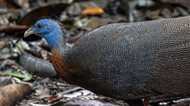 Nature wildlife image of The Great Argus in the deep jungle in Sabah, Borneo