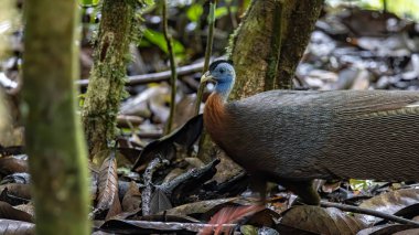 Nature wildlife image of The Great Argus in the deep jungle in Sabah, Borneo