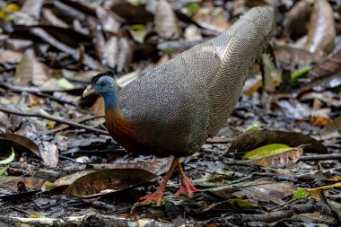 Nature wildlife image of The Great Argus in the deep jungle in Sabah, Borneo