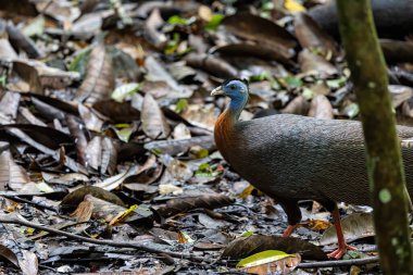 Nature wildlife image of The Great Argus in the deep jungle in Sabah, Borneo