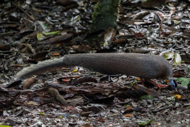 Nature wildlife image of The Great Argus in the deep jungle in Sabah, Borneo