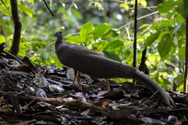 Nature wildlife image of The Great Argus in the deep jungle in Sabah, Borneo