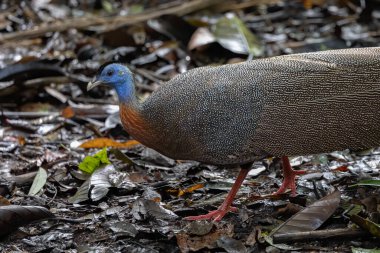 Nature wildlife image of The Great Argus in the deep jungle in Sabah, Borneo