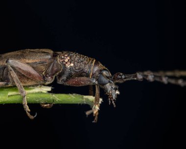 Longhorn Beetle Sabah, Borneo 'nun makro yakın çekimi