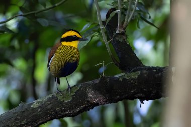 Borneo bantlı pittanın (Hydrornis schwaneri) doğa görüntüsü sadece Borneo 'da bulunur.