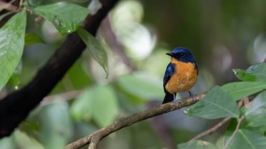 Sabah, Borneo 'daki Hill Blue Bird Ormanı' nın doğa görüntüsü.