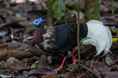 Nature wildlife of Bulwer's Pheasant rare endemic big bird of Sabah Borneo island.
