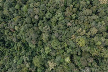 Aerial Drone image of Beautiful deep green rainforest jungle of Sabah, Borneo.