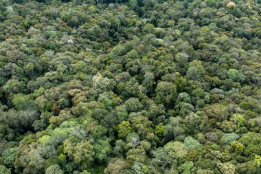 Aerial Drone image of Beautiful deep green rainforest jungle of Sabah, Borneo.