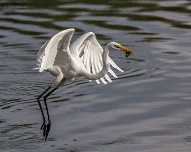 Nature wildlife image of cattle egret on catching fish on a lake