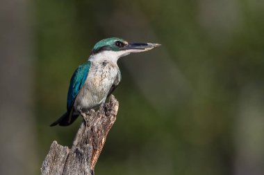Doğa Yakalı Kingfisher ölü ağaç dalına tünedi.