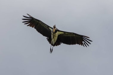 Nature wildlife image of Lesser Adjutant Stork bird fly high on clear blue sky