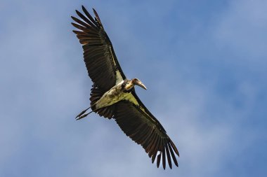 Nature wildlife image of Lesser Adjutant Stork bird fly high on clear blue sky