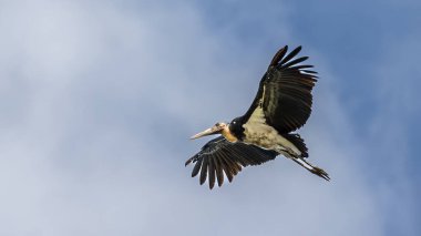 Nature wildlife image of Lesser Adjutant Stork bird fly high on clear blue sky