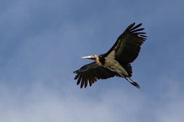 Nature wildlife image of Lesser Adjutant Stork bird fly high on clear blue sky