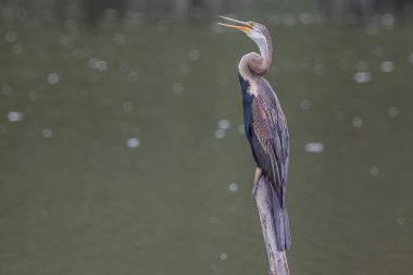 Nature wildlife image of Oriental Darter bird perching on dead tree branches.