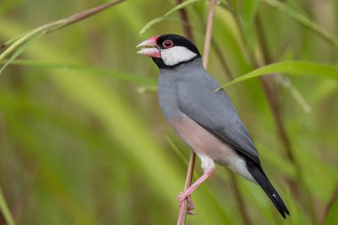 Güzel kuş Java serçesinin doğa görüntüsü (Lonchura oryzivora)