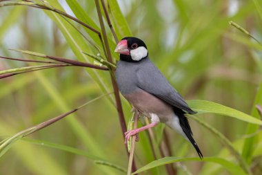 Güzel kuş Java serçesinin doğa görüntüsü (Lonchura oryzivora)
