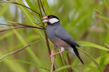 Güzel kuş Java serçesinin doğa görüntüsü (Lonchura oryzivora)