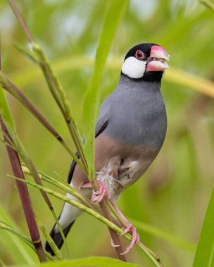 Güzel kuş Java serçesinin doğa görüntüsü (Lonchura oryzivora)