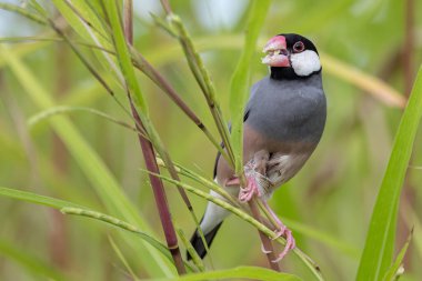 Güzel kuş Java serçesinin doğa görüntüsü (Lonchura oryzivora)