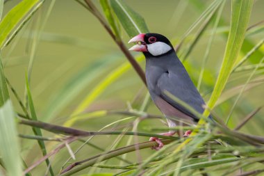 Güzel kuş Java serçesinin doğa görüntüsü (Lonchura oryzivora)