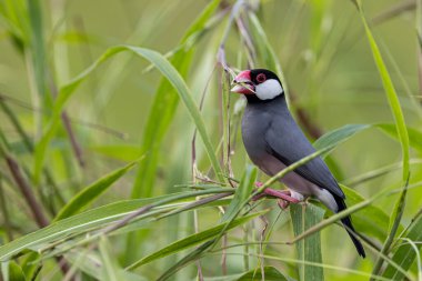 Güzel kuş Java serçesinin doğa görüntüsü (Lonchura oryzivora)