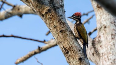 Nature wildlife of Common flameback woodpecker drilling bark tree finding food like insect in nature