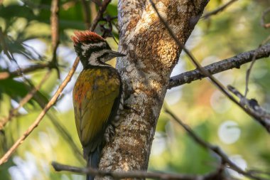 Nature wildlife of Common flameback woodpecker drilling bark tree finding food like insect in nature