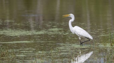Nature wildlife image of cattle egret Landing on a Pond
