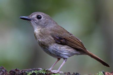Dolgun göğüslü orman sinekkapanı (Rhinomyias olivacea) Borneo Adası.