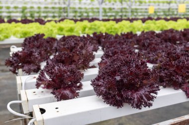 Organic Hydroponic butterhead leaf lettuce vegetables plantation in aquaponics system in Kundasang, Sabah, Malaysia