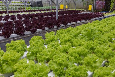 Organic Hydroponic butterhead leaf lettuce vegetables plantation in aquaponics system in Kundasang, Sabah, Malaysia