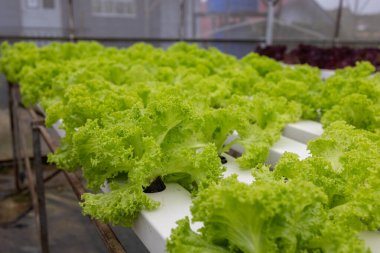 Organic Hydroponic butterhead leaf lettuce vegetables plantation in aquaponics system in Kundasang, Sabah, Malaysia
