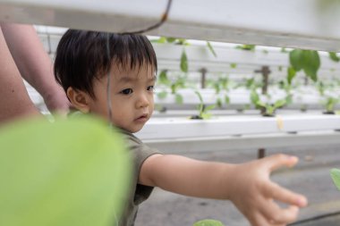 Happy Asian Chinese kid visiting Organic Hydroponic butterhead leaf lettuce vegetables plantation in aquaponics system