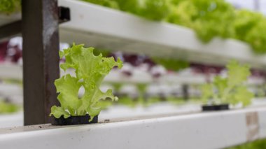 Organic Hydroponic butterhead leaf lettuce vegetables plantation in aquaponics system in Kundasang, Sabah, Malaysia