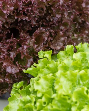 Organic Hydroponic butterhead leaf lettuce vegetables plantation in aquaponics system in Kundasang, Sabah, Malaysia