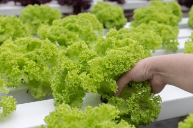 Lady hand holding Organic Hydroponic butterhead leaf lettuce vegetables plantation in aquaponics system