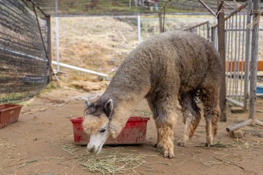 Closeup image of alpacas Animal eating grass