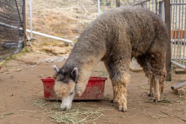Closeup image of alpacas Animal eating grass