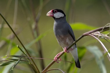 Güzel kuş Java serçesinin doğa görüntüsü (Lonchura oryzivora)