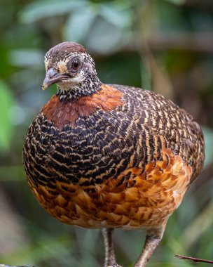 Sabah, Borneo 'daki Bornean kolyeli Keklik' in portresi.