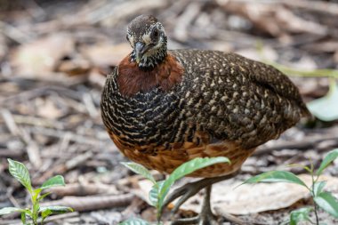 Sabah, Borneo 'daki Bornean kolyeli Keklik' in portresi.
