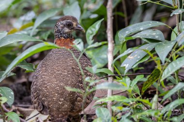 Sabah, Borneo 'daki Bornean kolyeli Keklik' in portresi.