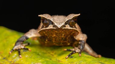 The Bornean Horn Frog 'un (Megophrys Nasuta) doğa görüntüsü)