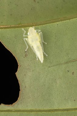 Yeşil yapraklı yaprak toplayıcısının makro görüntüsü