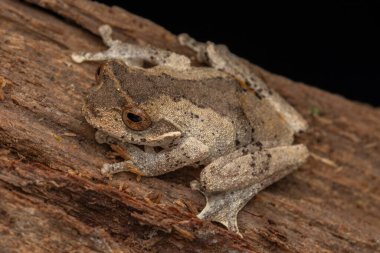Rhacophorids 'in güzel kurbağasının makro görüntüsü, the deep rain forest Sabah, Borneo