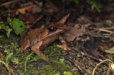 The Bornean Horn Frog 'un (Megophrys Nasuta) doğa görüntüsü)